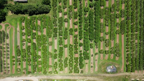Top-down-overhead-aerial-of-orchard-farm,-rows-of-fruit-trees-lined-up,-4k-60fps