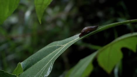 close-up-shot-of-a-snail-on-a-green-leaf-moving-in-the-wind-in-the-forest