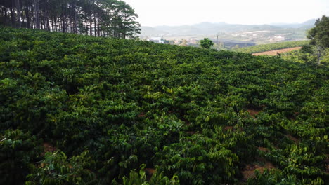 Low-aerial-flying-backwards-from-coffee-growing-field,-Vietnam