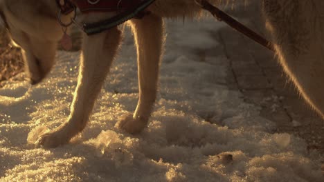 Backlit-by-morning-sun,-cute-Husky-dog-explores-icy-snow-by-park-path
