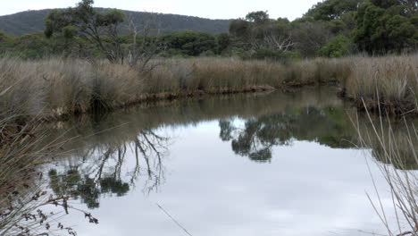 Coastal-Tussock-Grassland-along-an-Australian-waterway-or-river