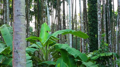 Bananenstauden,-Gepflanzt-Zwischen-Arekanuss--Und-Pfefferbäumen-In-Indien