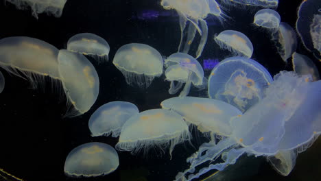 Jellyfish---Aurelia-Laboata---at-Kamon-Aquarium,-Japan