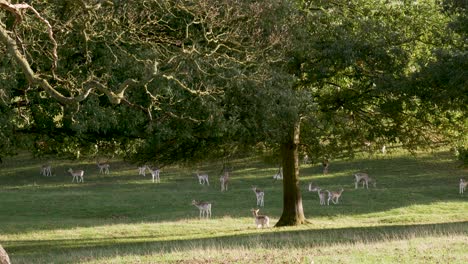 Herd-of-Deer-Grazing-on-Grassland