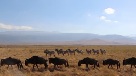 A-slow-motion-clip-of-a-herd-wildebeest,-Connochaetes-taurinus-or-Gnu-marching-past-Zebra,-Equus-Quagga-formerly-Burchell's-zebra-or-Equus-burchelli-in-the-Ngorongoro-crater-Tanzania