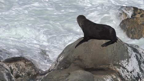New-Zealand-fur-seal-on-a-rock
