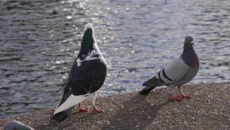 A-black-and-white-colored-pigeon-in-the-sun-with-other-pigeons-during-windy-weather