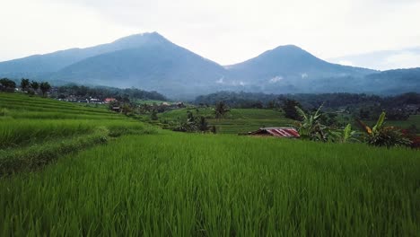 Flug-über-Reisfeld-Bali-Indonesien