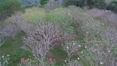 Plumeria-Trees,-Top-View