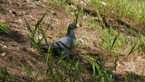 Grey,-green-and-purple-feathered-pigeon-on-soft-ground-on-the-banks-of-a-river-in-Australia