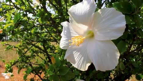 Toma-Manual-De-Una-Flor-De-Hibisco-Blanco-Completamente-Florecida,-Balanceándose-Con-El-Viento-A-Mediados-De-La-Tarde-De-Primavera