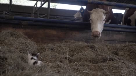 Footage-of-a-Kitten-Resting-in-a-Mound-of-Hay,-Next-to-a-Herd-of-Cows