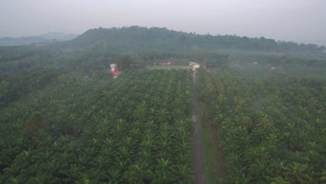 Coconut-Field-Aerial-Shot
Chumporn-Province,-Thailand