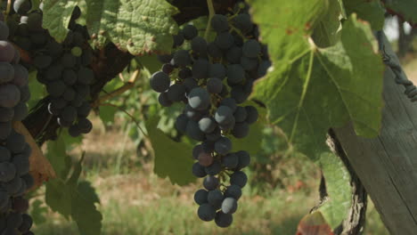 Close-up-of-red-grapes-growing-in-a-French-vineyard