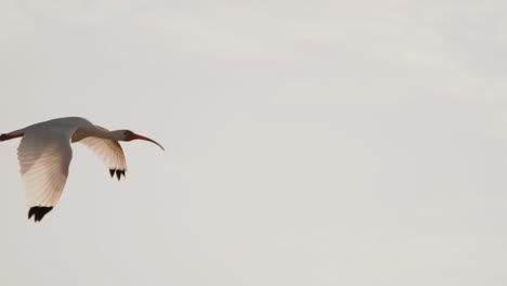 Weißer-Ibis-Fliegt-In-Zeitlupe-Am-Himmel-Vorbei