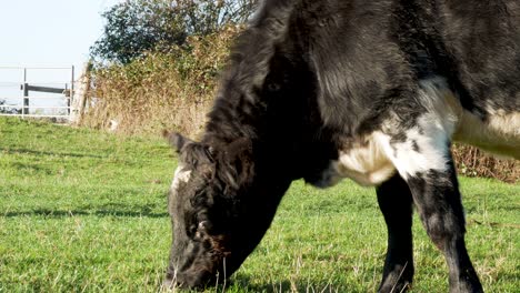Nahaufnahme-Einer-Kuh,-Die-Auf-üppigem-Gras-Weidet