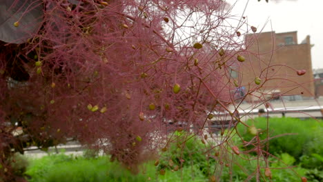 Ein-Wunderschöner-Kirschblütenbaum,-Der-Gerade-Zu-Sprießen-Beginnt-Und-Sich-Im-Wind-Wiegt