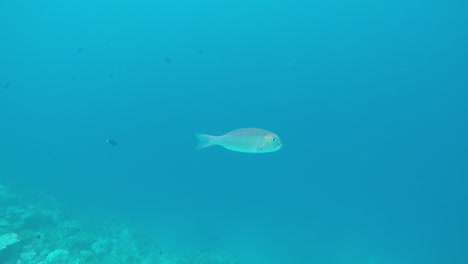 Einzelne-Fische-Schwimmen-Im-Blauen-Ozean-An-Einem-Riff-Auf-Den-Malediven
