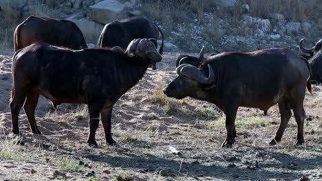 Two-Male-African-Cape-Buffalo-Lock-Horns-in-Sparring-Match