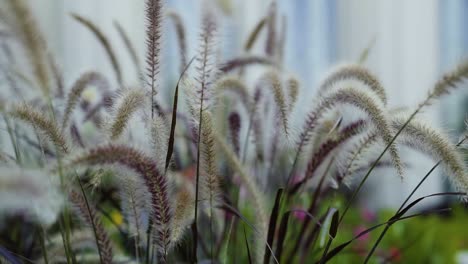 Close-up-of-cat-tail-plants-blowing-in-the-wind-in-slow-motion