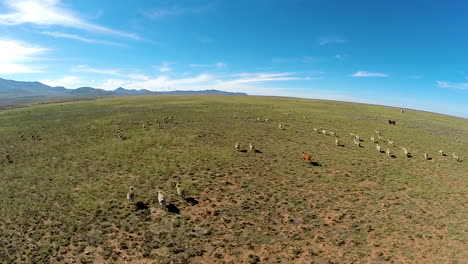 Karoo-Sheep-farm