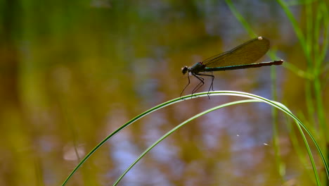 Close-up-of-a-very-beautiful-female-demoiselle-grooming-herself-and-spreading-wings-on-a-blade-of-a-water-grass