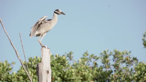 Night-heron-perched-on-top-of-tree-log-ruffling-feathers-in-slow-motion-with-blue-sky-and-foliage-in-background-in-slow-motion