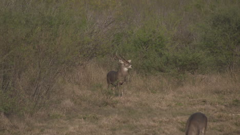 a-whitetail-buck-in-Texas,-USA