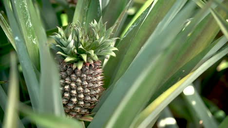Junge-Ananaspflanze,-Aufgenommen-Auf-Einer-A6500-Mit-Metabone-Speedbooster-Und-Canon-16-35-F2