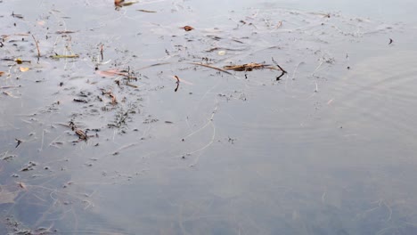 Raindrops-creating-ripples-on-water