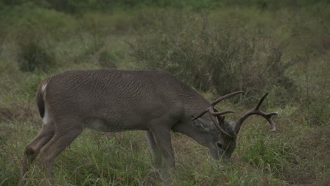 whitetail-bucks-in-Texas,-USA