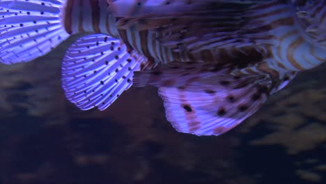 Lionfish--slowly-moving-in-water,-Close-Up-shot