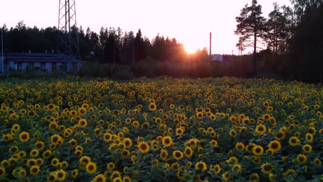 Bei-Sonnenuntergang-Von-Einem-Turm-Aus-In-Ein-Blumenfeld-Auf-Einem-Berggipfel-In-Finnland-Fliegen