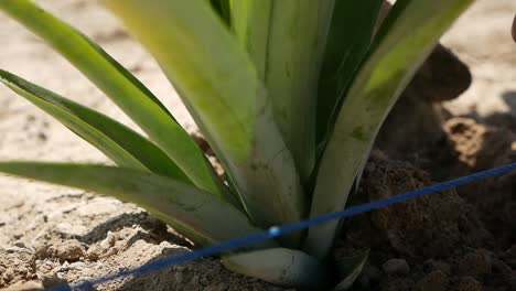 Pineapple-cultivation
Pineapple-Planting-Pineapple-Growers
Shot-On-GH5-with-12-35-f2