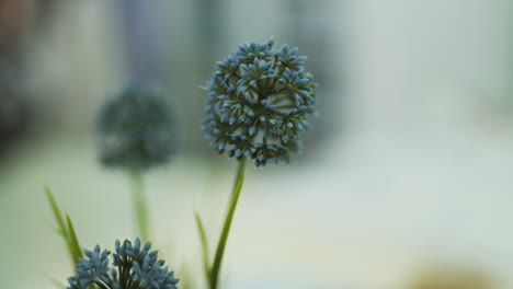 Close-up-of-a-beautiful-blue-plant-on-a-table