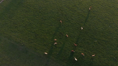 Aerial-vertical-clip-of-a-herd-of-cows-eating-in-the-middle-of-a-green-field,-in-the-Bavarian-Alps-region