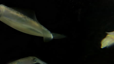 Tintenfisch-Im-Kamon-Aquarium,-Japan