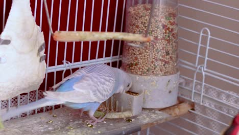 the-cutest-light-blue-budgie-quietly-eating-from-the-seed-dispenser-inside-the-cage