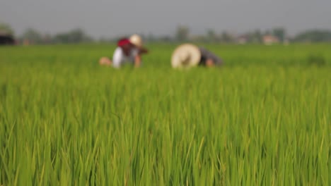 Arbeiter-Auf-Einem-Reisfeld-Im-Norden-Thailands