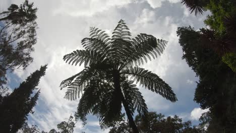 Tallest-leaf-tree-top-view-from-ground-level