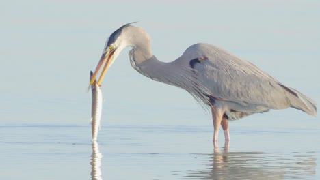 Great-blue-heron-hunting-and-catching-a-barracuda-in-South-Florida-beach-coast