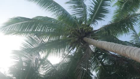Zeitlupenaufnahme-Einer-Kokospalme,-Gesehen-Von-Unten-Nach-Oben