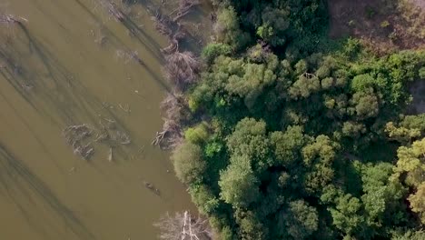 Overhead-drone-view-of-the-bank-of-a-swamp