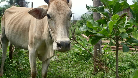 Vacas-En-Un-Pueblo-Mondolkiri-En-Camboya