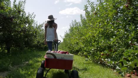 Woman-pulls-heavy-wagon-full-of-apples-she-has-just-picked