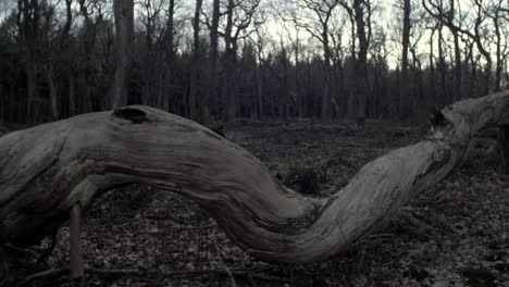 unusual-moody-forest-landscape,-dead-trunk,-camera-movement,-camera-tracking---dolly-in-on-a-steadicam-gimbal-stabiliser,-wide-angle-lens