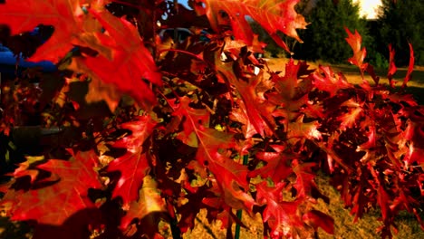 Herbstfarben-Erscheinen-Kurz-Vor-Dem-Herbst,-Die-Blätter-Des-Sommers-Verwandeln-Sich-In-Rot,-Gelb,-Orange-Und-Braun-Des-Herbstes