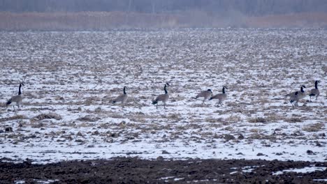 A-flock-of-Canada-geese-walk-in-a-harvested-crop-field-in-the-winter
