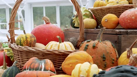 Pumpkin-and-Gourd-Variety-Autumn-Display