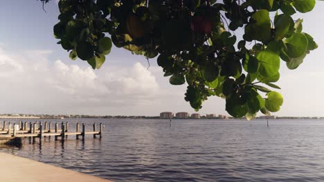 Ocean-view-of-leaves-blowing-in-wind-with-a-pier-on-the-gulf-coast-in-Cape-Coral,-Florida